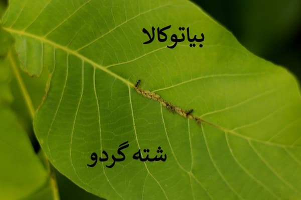 افات درخت گردو(شته گردو)